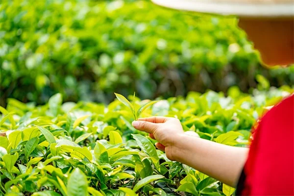 ルバーブの強制栽培で失敗しない方法：初心者もできる3つのステップ