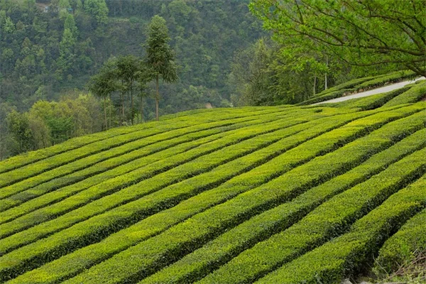 晚香玉の球根（塊茎）を分ける方法！失敗しない簡単ステップとタイミング