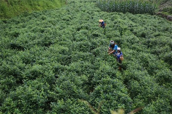 観葉植物デコレーションの選び方とコツ：実践まとめガイド