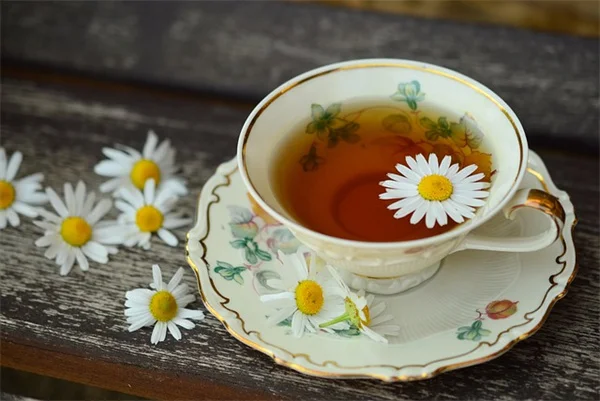 もらったホリデープラントを再開花させる5つのコツ – プロが教える長持ちの秘訣