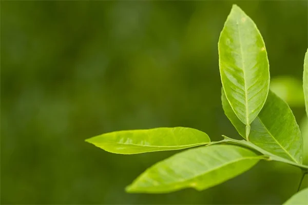 夏植えは実は可能！成功するコツと水やり管理